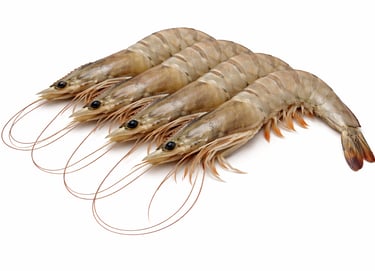 Brown shrimp seafood for frozen export supply