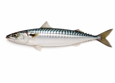 Fresh mackerel fish for wholesale export supply