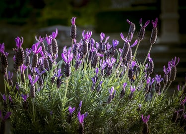 Lavender flowers in a sunny field