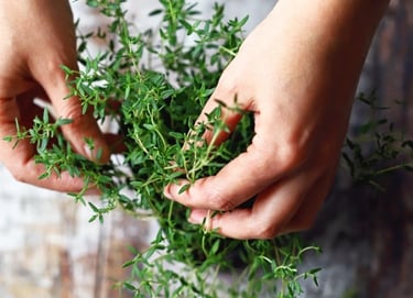 Fabrication de macérat huileux de Thym, La Phyto d'Anaïs produits naturels pour la santé des animaux