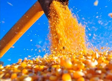 GMO Yellow Corn for Animal Feed