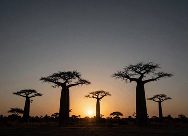 A cinematic shot of a sunset over an Angolana savannah with iconic baobab silhouettes. The sky is a gradient of charcoal grey #4C4C4C and deep black #0A0A0A with golden #B89F6B light piercing through the horizon, high grain film photography style.
