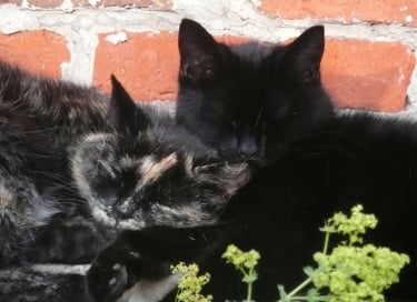 two cats are laying on a brick wall