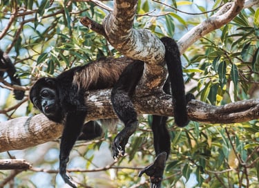Monkeys in Costa Rica