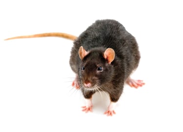 dératisation a Nice 