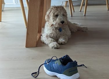 a dog puppy sitting on the floor next to a shoe