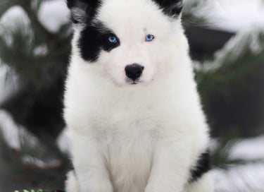 Yakutian laika puppies