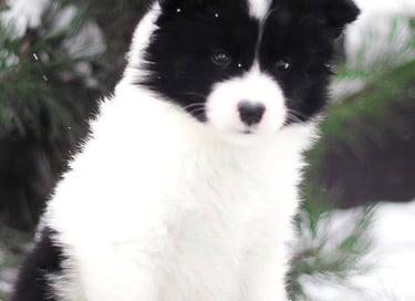 Yakutian laika puppies