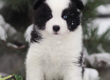 Yakutian laika puppies