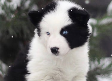 Yakutian laika puppies