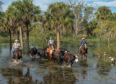 Horseback riders herd cattle on a Florida ranch.