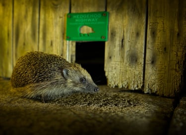 A hedgehog enters a "hedgehog highway."