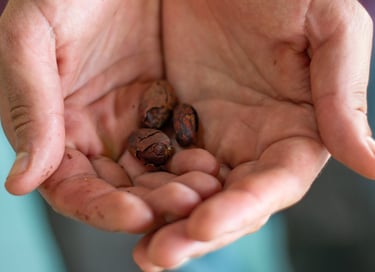A person holding raw organic cacao beans in their cupped hands for chocolate production.