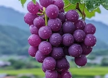 Racimo de uvas globo frescas con gotas de agua, perfectas para venta al por mayor