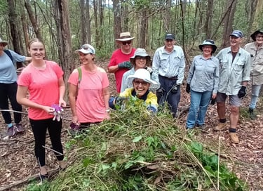 bushcare group working bee in whites hill reserve