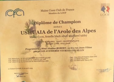Diplôme de champion de notre Maine Coon