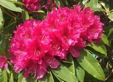 Bienveillance & Empathie