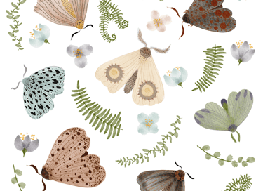 Padrão botânico aquarela com borboletas e plantas silvestres para design de superfícies