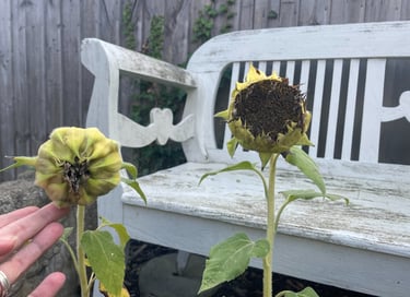 end of season sunflowers