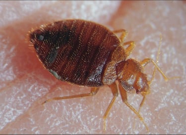 photo d'une punaise de lit