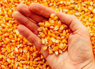 Yellow Corn for Animal Feed