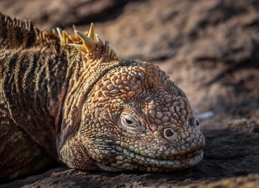 sustainable luxury travel galapagos eco friendly responsible tourism