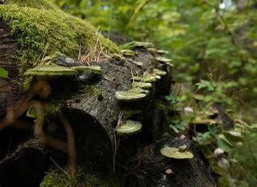 samanotas medžio kamienas su grybiena