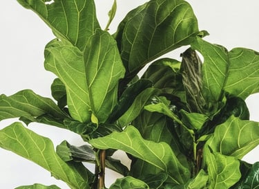 Fiddole Leaf Fig Tree - Ficus Lyrata
