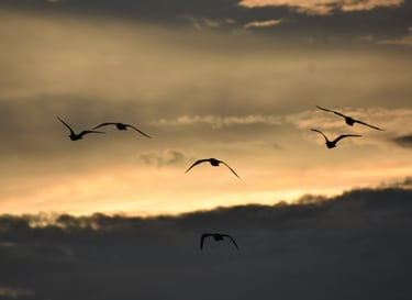 Silhouetted waterbirds in flight during golden Chiapas sunset – birdwatching in Mexico’s wetlands