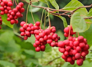 schizandra