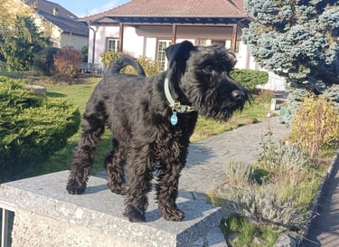 Arbogast des Diamants Noirs d'Also