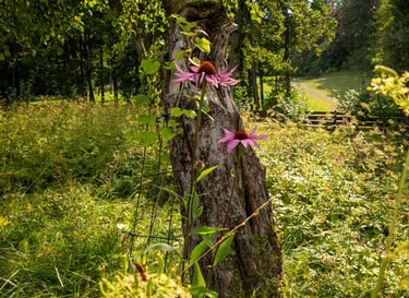laukas su medžio kamienu ir gėlių žiedais