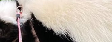 Cute skunk on a lead on lush grass with daisies and buttercups