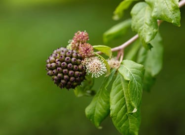 Siberian ginseng