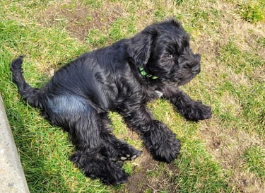 Chiot Schnauzer miniature