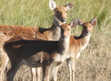 swamp deer in Bardiya