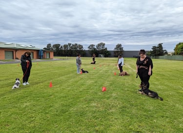 Group training their dogs to be patient stopping on lead