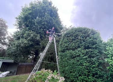 hedge trimming