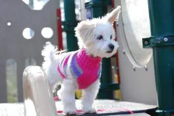 white maltipoo puppy in a pink harness