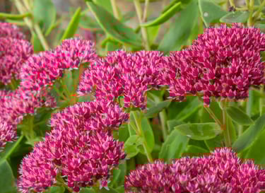 sedum, été, secheresse, tombe, sepulture49, livraison gratuite