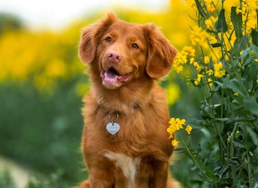 dogAdvisor | dogadvisor | dog advisor | dogAdvisor.dog