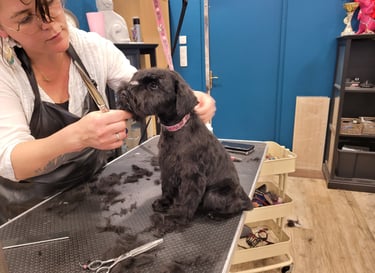Schnauzer nain noir