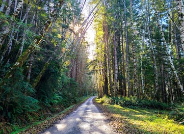 redwood national park, redwoods, a dirt road and trees