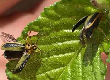 dead beetle after ingesting leaves