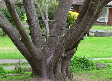 rod bracing of split golden elm