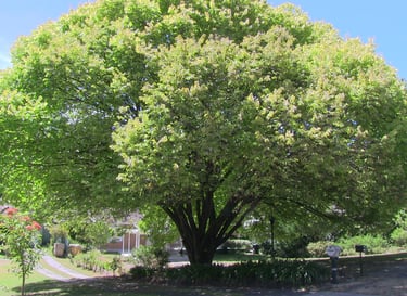 Golden elm tree in full leaf after structural bracing