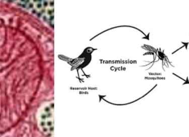 Eastern Equine Encephalitis (EEE)