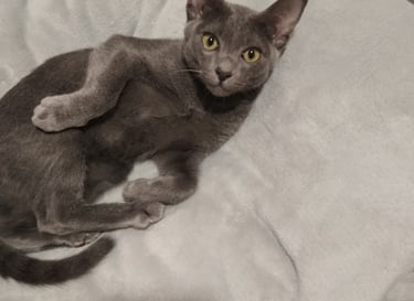 Gato Korat