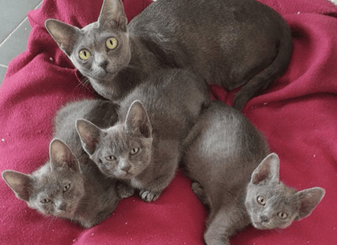 Gatitos Korat con su madre