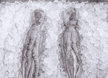 Two fresh whole raw octopuses displayed on a bed of crushed ice cubes at a seafood market.